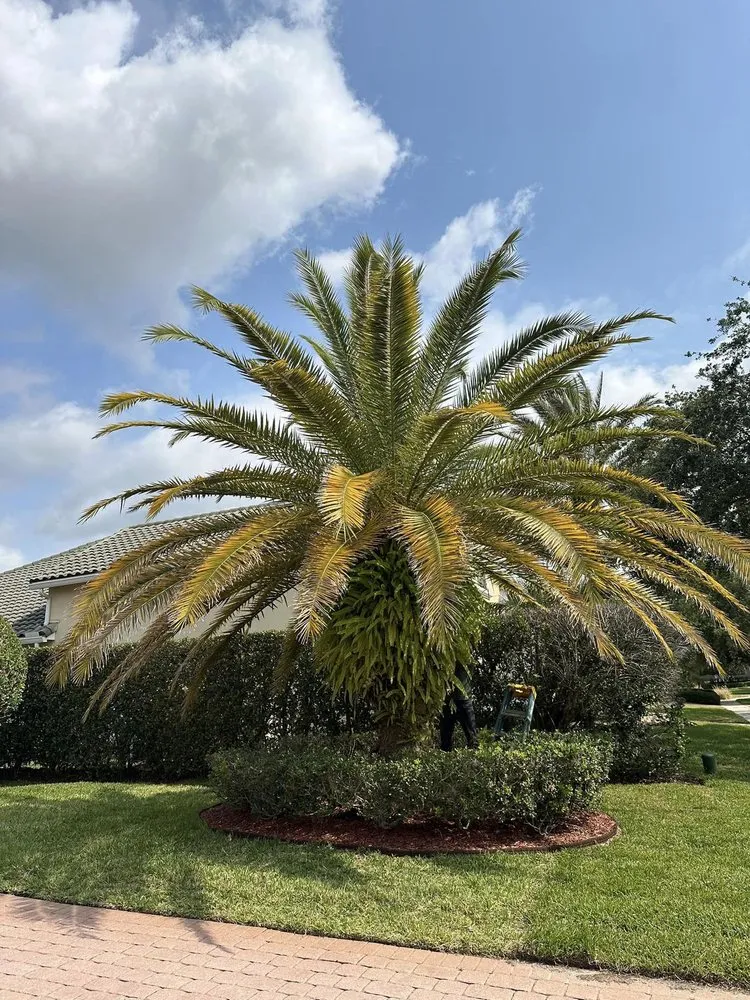 Affordable yard cleanup service in Ocoee, FL by Aguilar's Landscaping