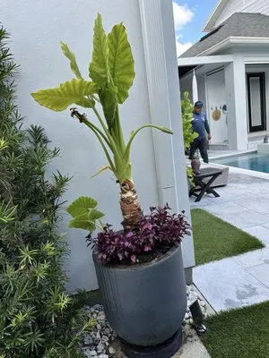 Aguilar's Landscaping