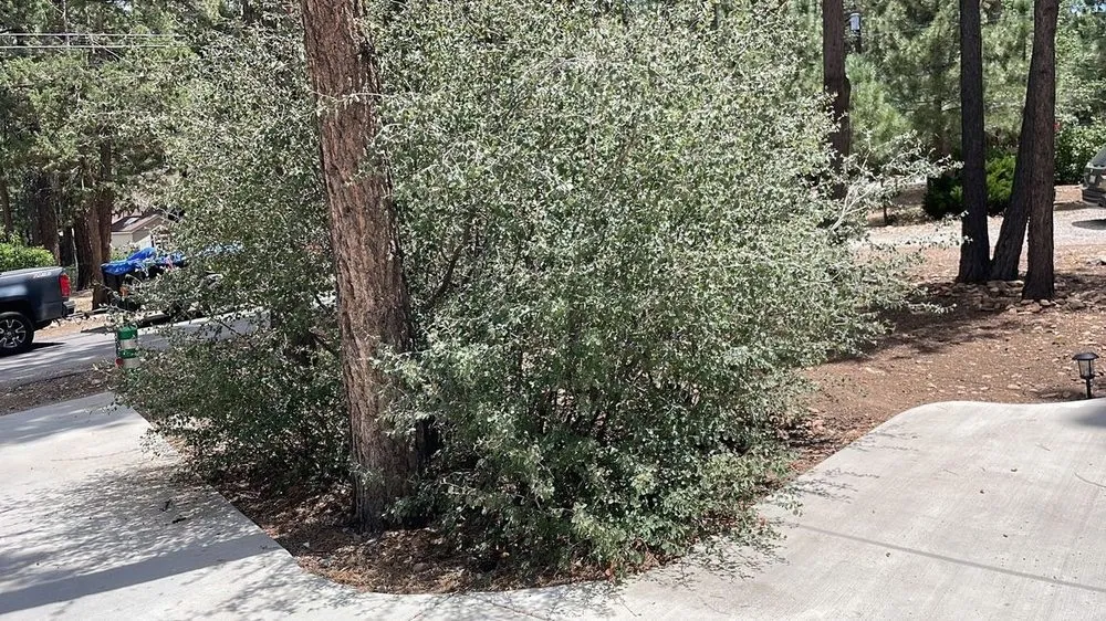 Trusted yard maintenance with custom design in Big Bear, CA by Aguilar’s Landscaping Services