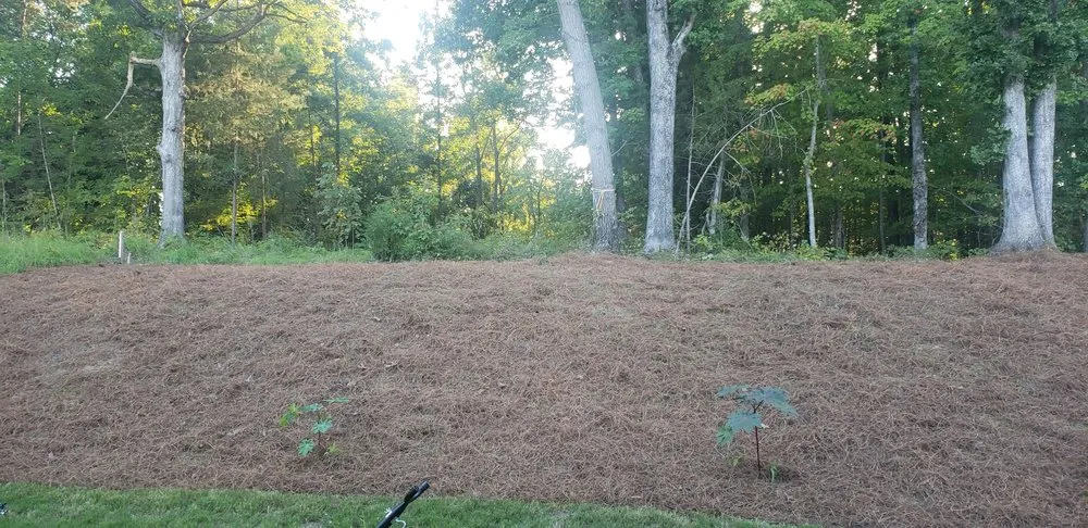 Expert yard cleanup service for residential properties in Durham, NC by Aguilar's Lawn & Landscape