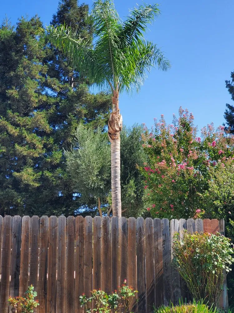 Affordable garden landscaping in Vacaville, CA by Aguilera's Tree Service