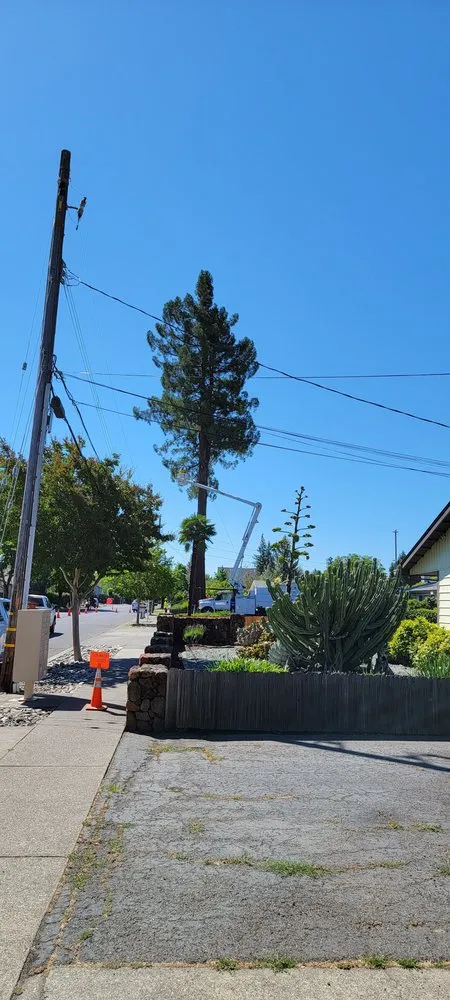 Professional yard maintenance in Vacaville, CA - Aguilera's Tree Service