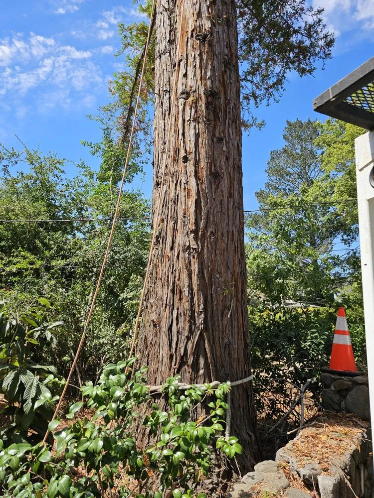 Custom landscape design in Vacaville, CA - Aguilera's Tree Service