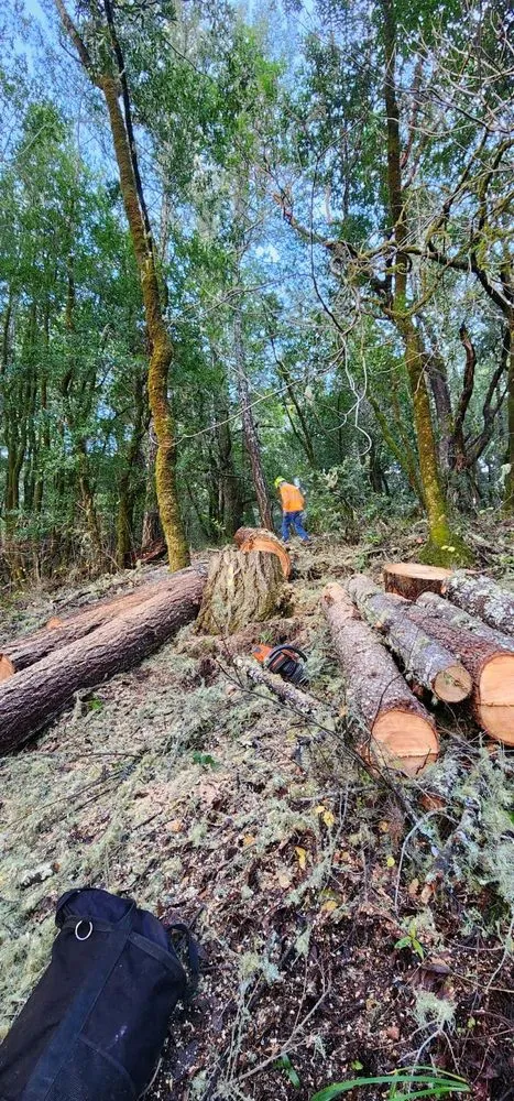 Top-rated landscape installation experts serving Vacaville, CA - Aguilera's Tree Service