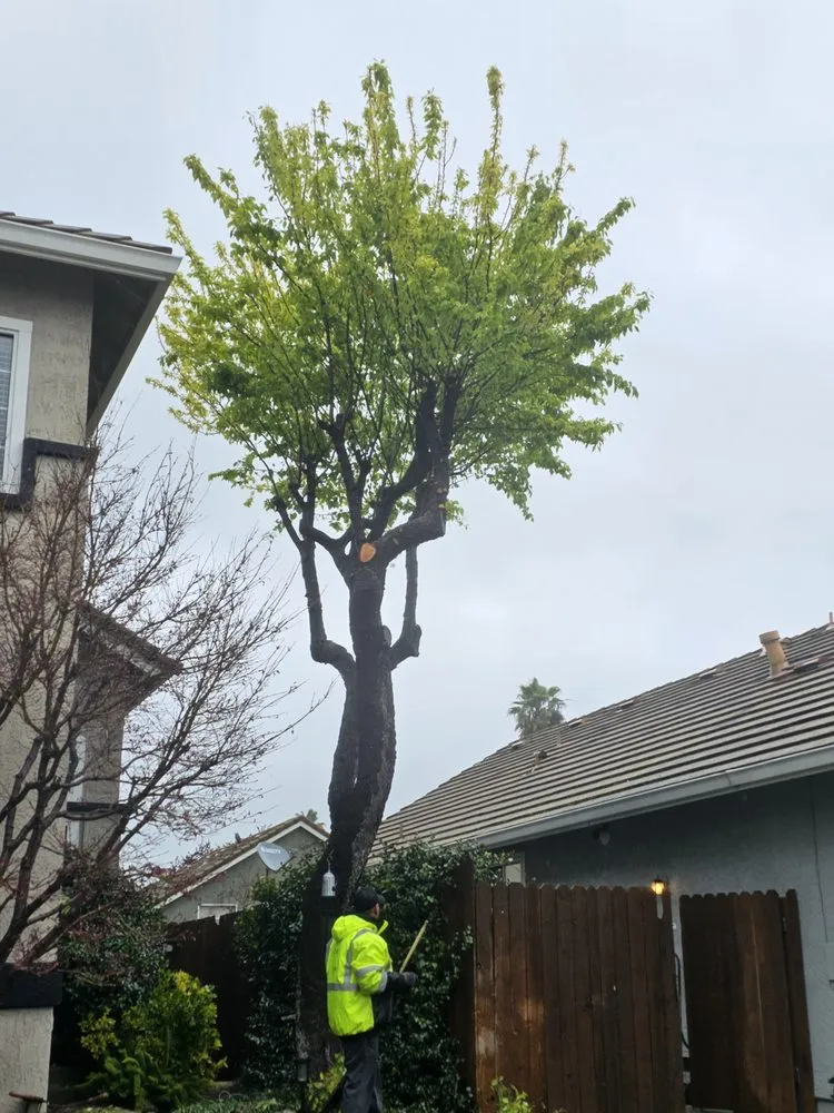 Custom yard maintenance for year-round maintenance in Vacaville, CA by Aguilera's Tree Service