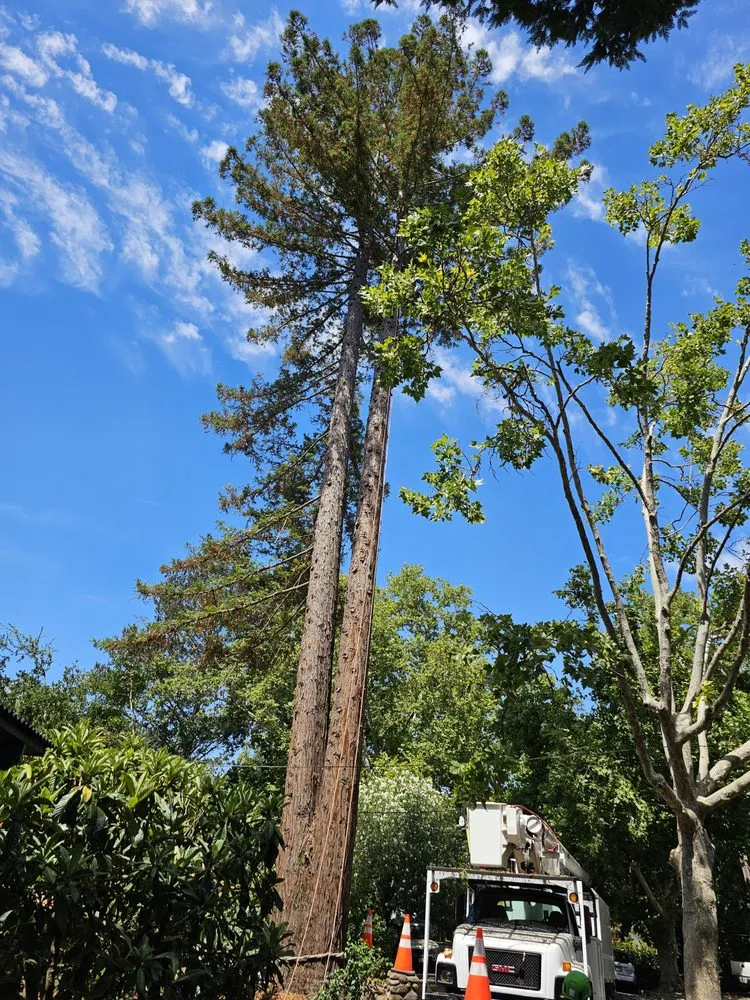 Reliable outdoor landscaping for residential properties across Vacaville, CA - Aguilera's Tree Service