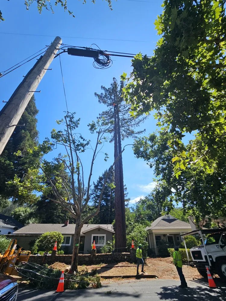 Affordable yard cleanup service experts serving Vacaville, CA - Aguilera's Tree Service