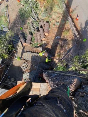 Aguilera's Tree Service Logo