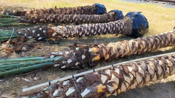 Aguirre Brothers Nursery Logo