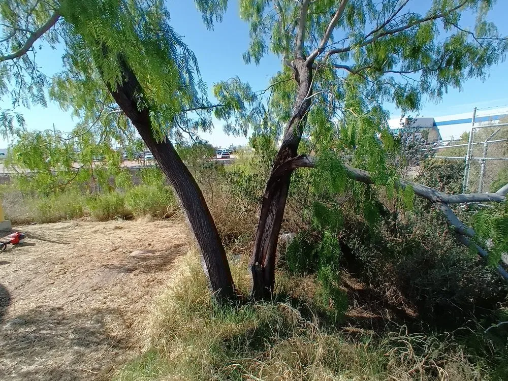 Professional lawn care service in El Paso, TX - Aguirre Lawn Service & Maintenance