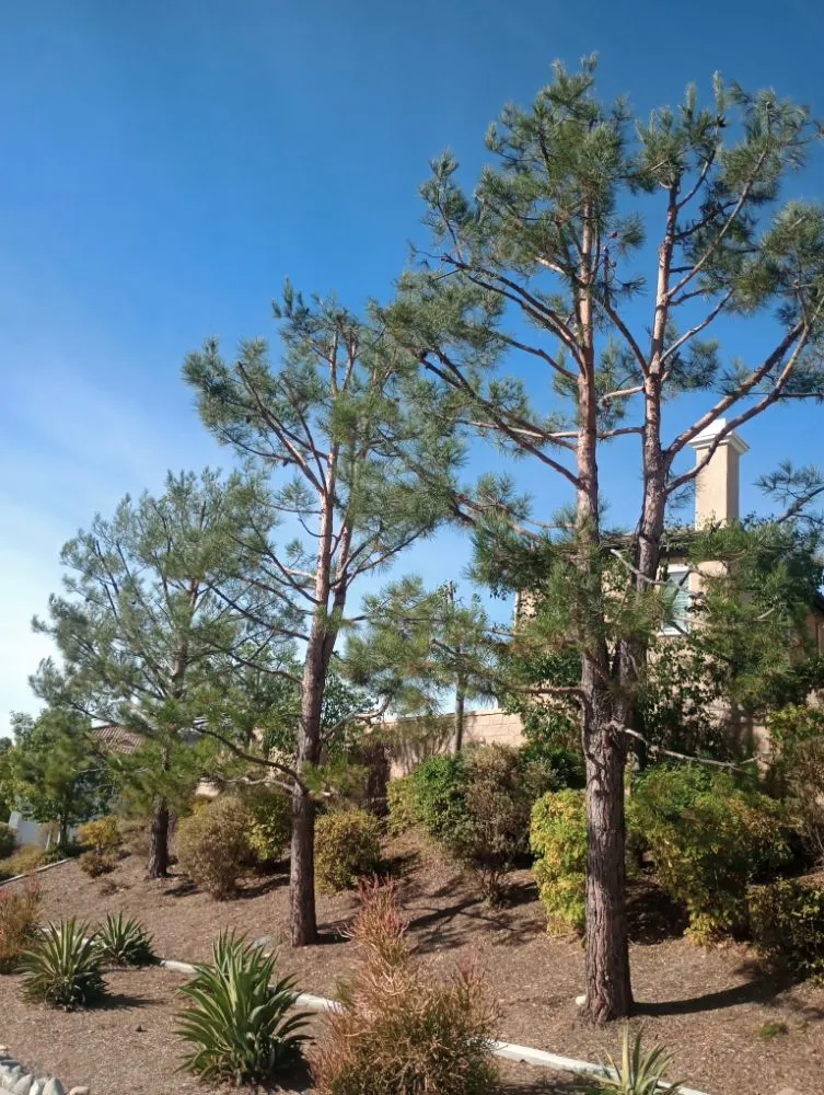 Top-rated outdoor landscaping in Perris, CA - Aguivaz Landscape & LawnCare