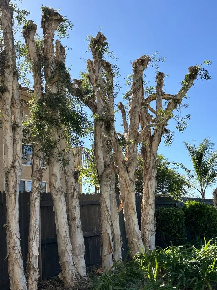 Custom yard maintenance for residential properties in Escondido, CA by Agustin Francisco