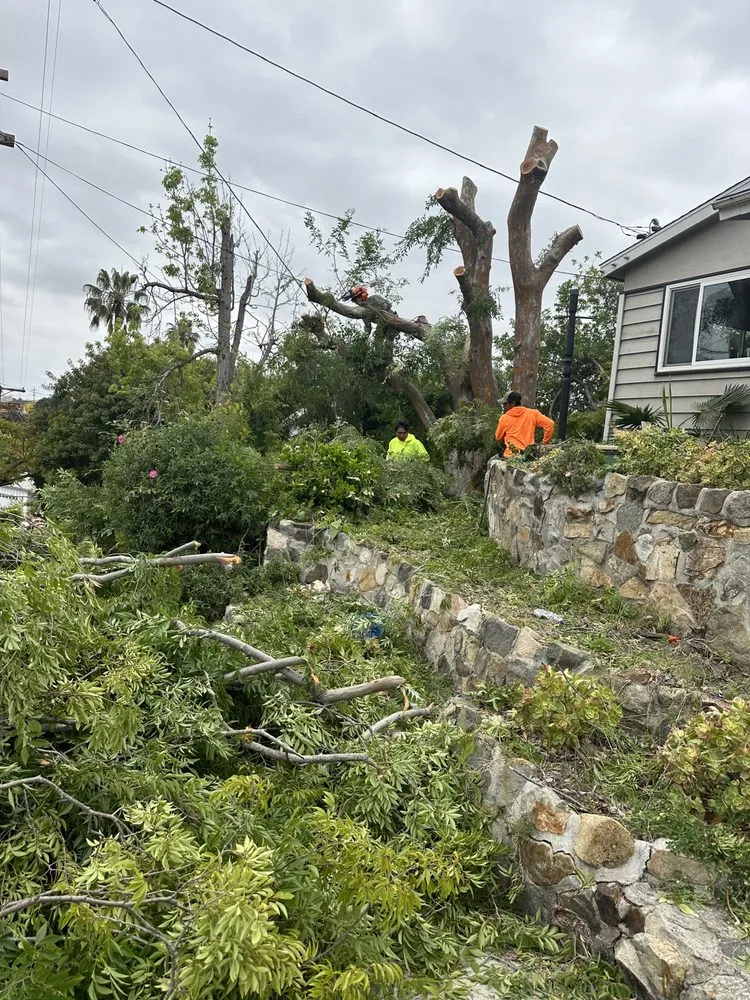 Top-rated yard cleanup service in Escondido, CA - Agustin Francisco