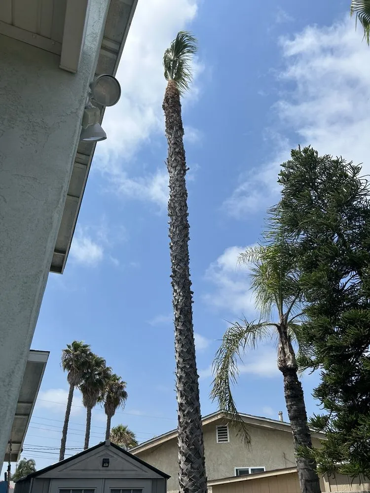 Professional lawn mowing service experts serving Escondido, CA - Agustin Francisco