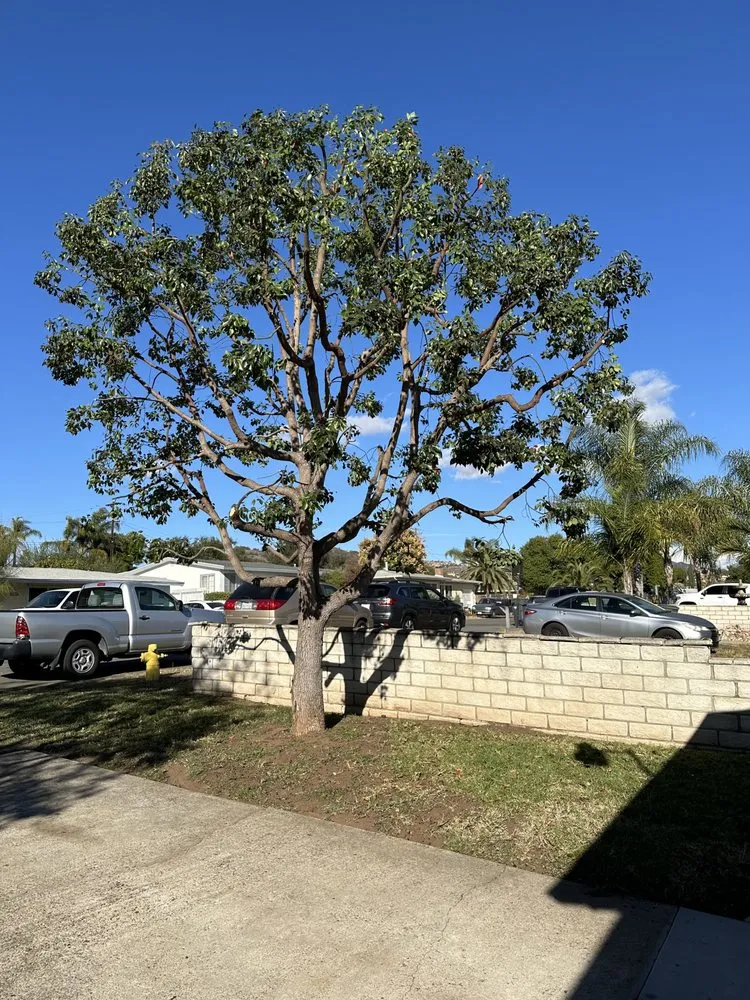 Professional landscape design experts serving Escondido, CA - Agustin Francisco