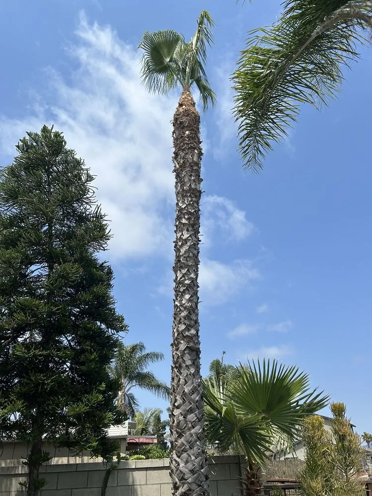 Trusted lawn care service for residential properties across Escondido, CA - Agustin Francisco