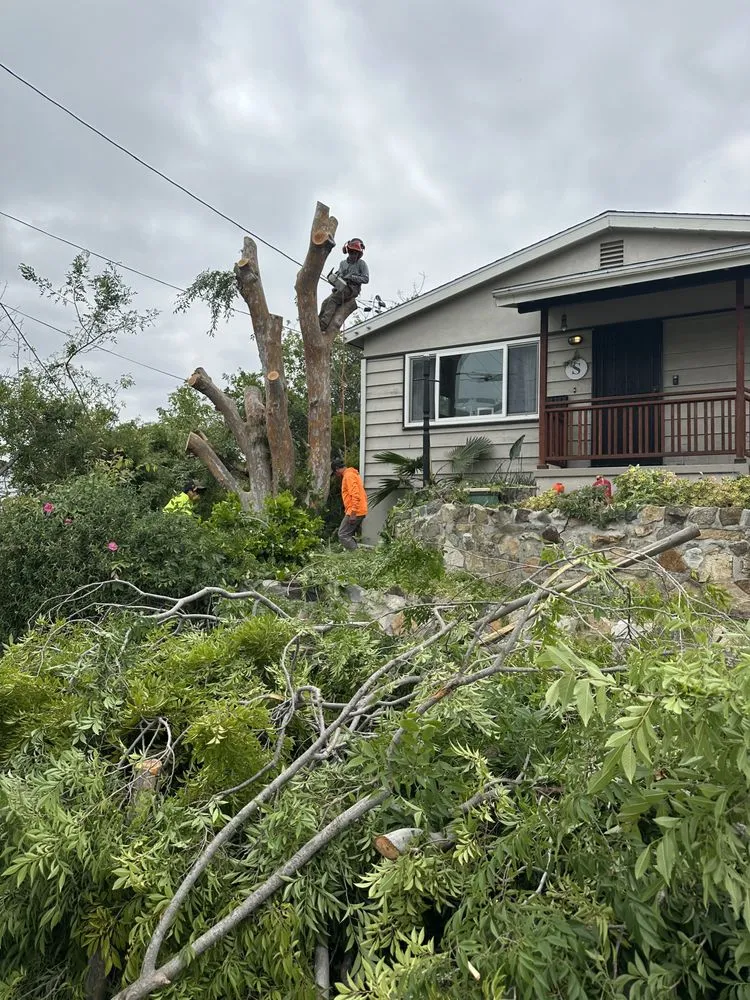 Professional lawn mowing service in Escondido, CA by Agustin Francisco