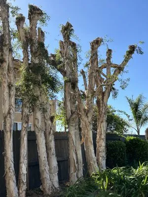 Agustin Francisco Logo