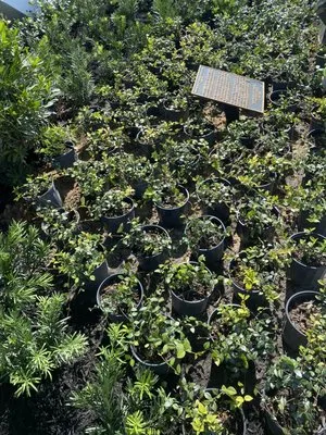 Agustin Landscape Logo