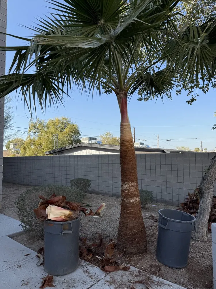 Reliable lawn mowing service for year-round maintenance across Glendale, AZ - Agustín Flores