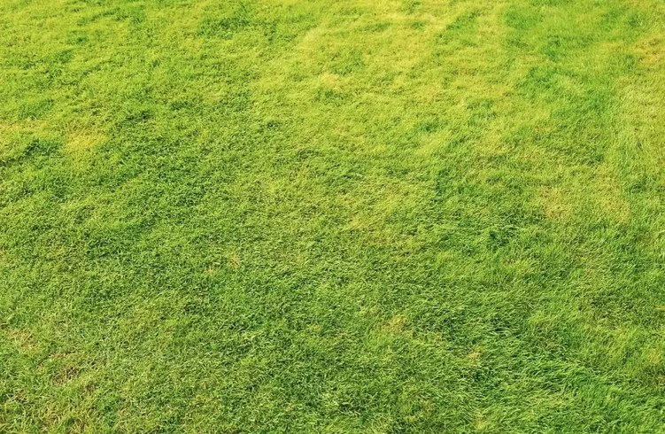 Top-rated yard maintenance in Boardman, OH by AGuy Lawn Care