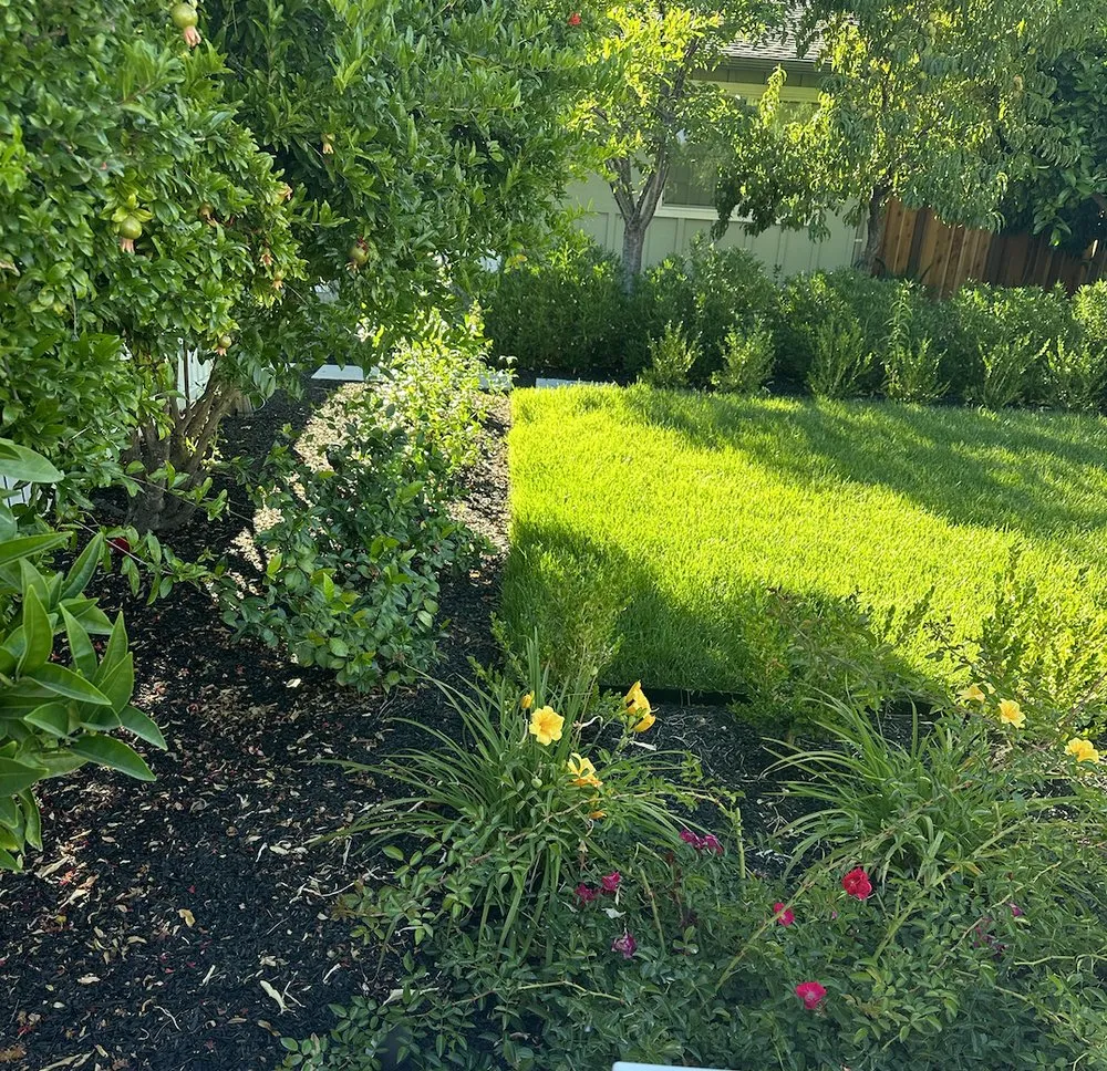Expert yard maintenance near you in Concord, CA by AHS Landscaping