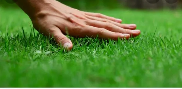 Aiden's Lawn Service Logo