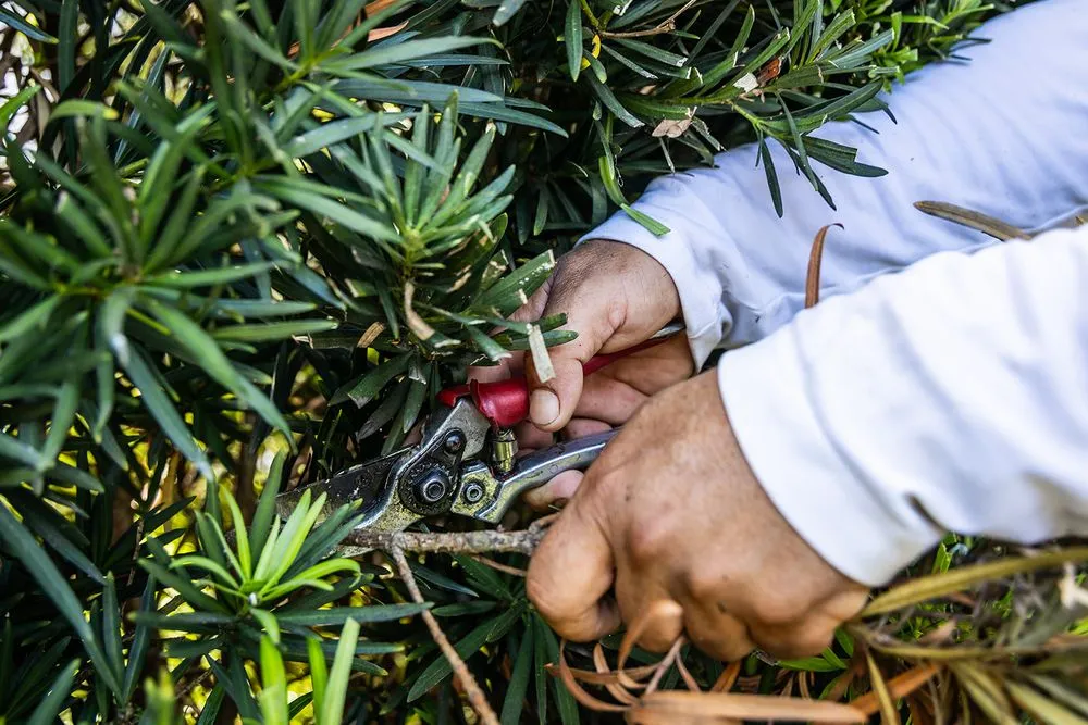 Custom outdoor landscaping experts serving Vero Beach, FL - Aiello Landscaping