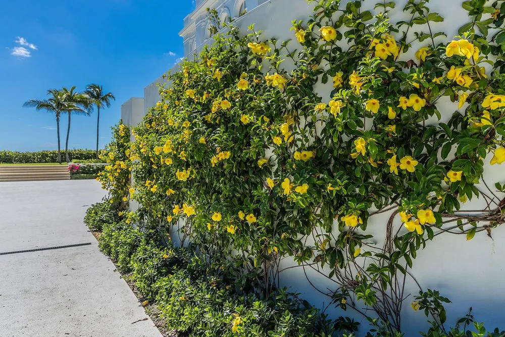 Affordable lawn care service in Vero Beach, FL by Aiello Landscaping