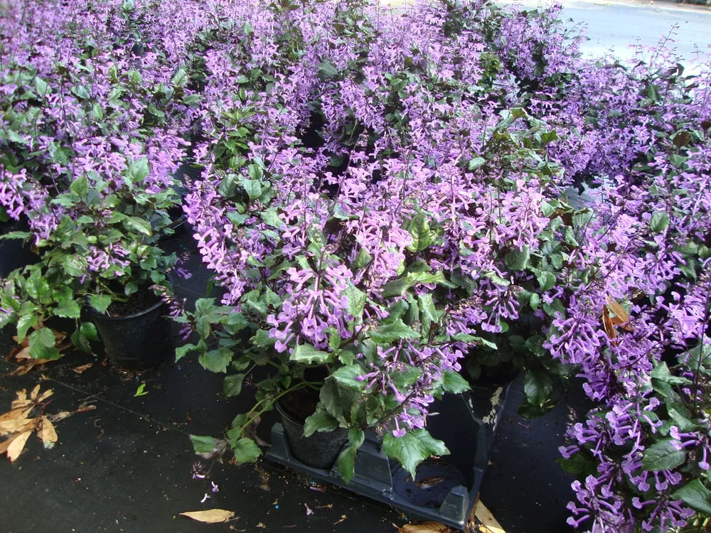 Reliable lawn care service in Port Richey, FL by AIG Lawn and Landscape