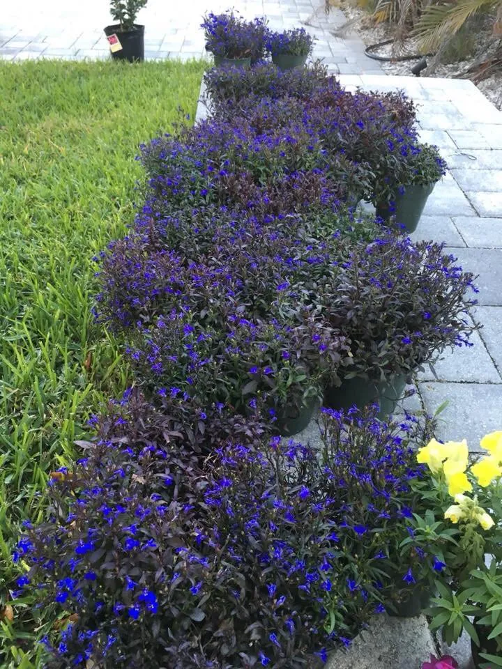 Top-rated landscape design for homes across Port Richey, FL - AIG Lawn and Landscape