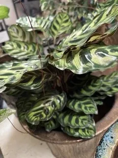 Expert residential landscaping for residential properties across Kapaau, HI - Aikane Landscape Supply