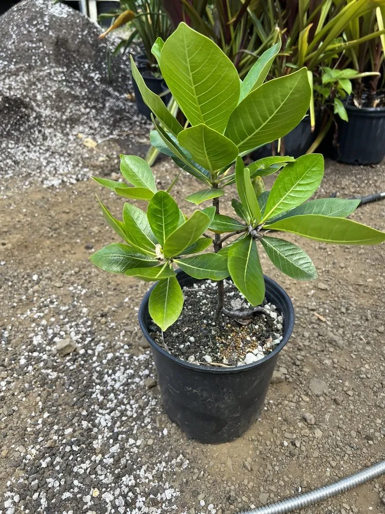 Custom garden landscaping in Hawi, HI by Aikane Nursery