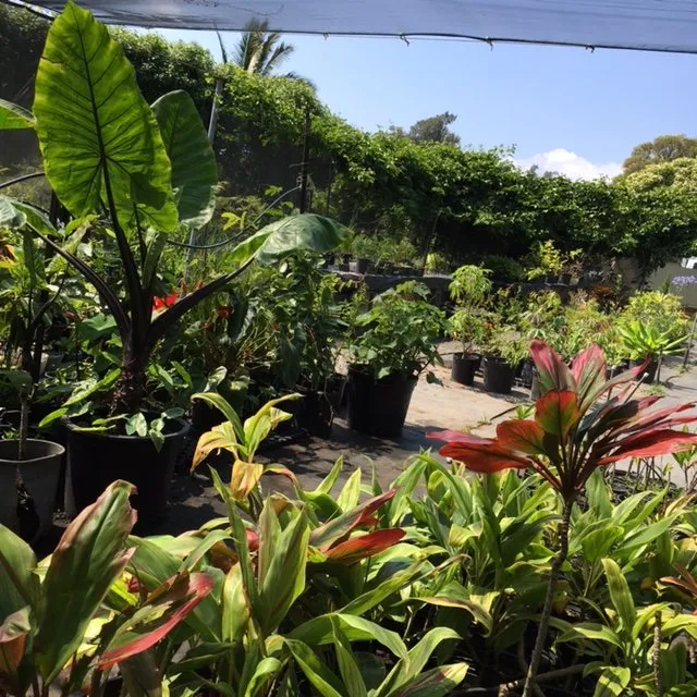 Top-rated landscape installation for outdoor upgrades across Hawi, HI - Aikane Nursery