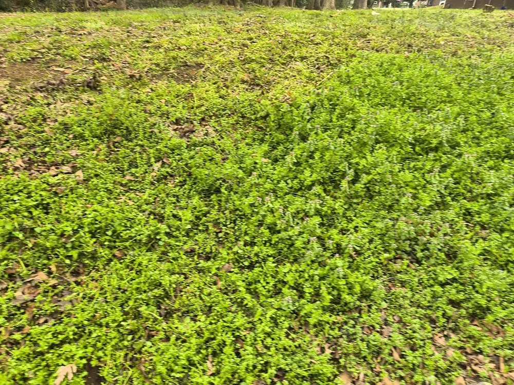 Local landscaping services in Travelers Rest, SC - Aiken Atkins Landscaping