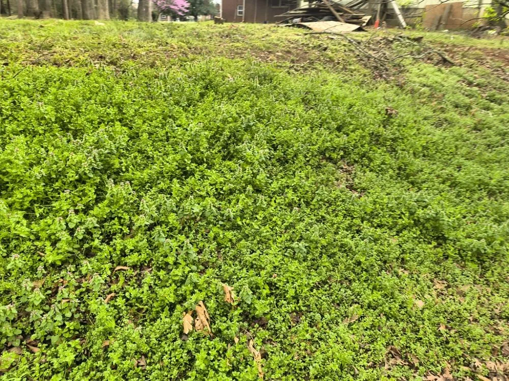 Reliable lawn care service for homes in Travelers Rest, SC by Aiken Atkins Landscaping