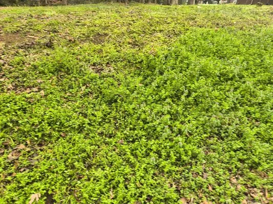 Aiken Atkins Landscaping