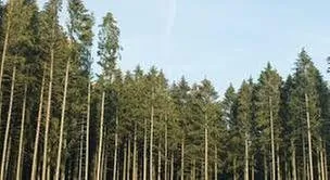 Local landscape design for residential properties across Aiken, SC - Aiken Tree