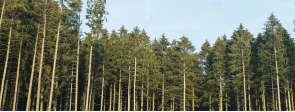 Affordable landscape installation in Aiken, SC by Aiken Tree