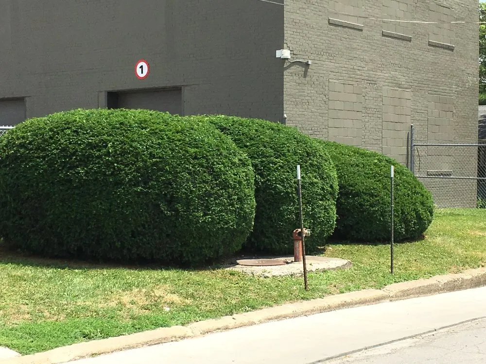 Reliable yard cleanup service in Lombard, IL by Aikman Lawn Service