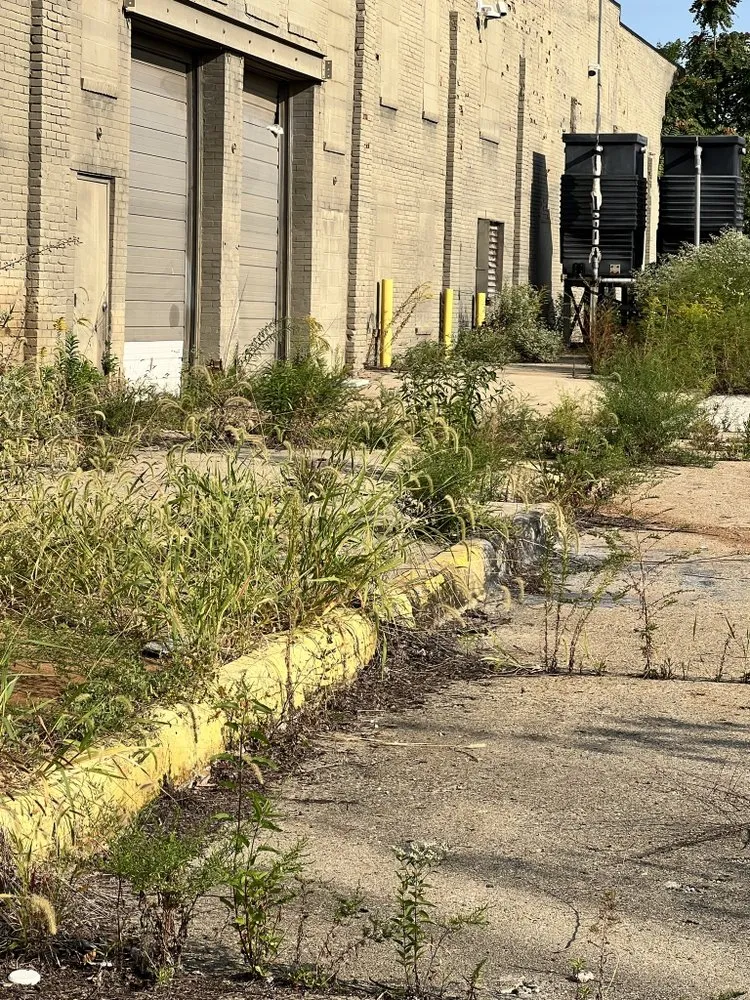 Professional yard cleanup service in Lombard, IL - Aikman Lawn Service