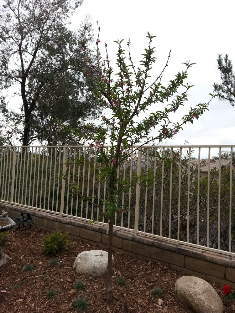 Professional residential landscaping in Canyon Country, CA by AIM Landscape & Irrigation