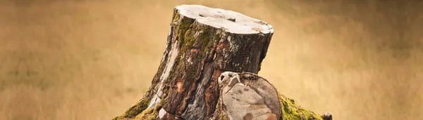 Aim To Please Landscaping and Tree Service