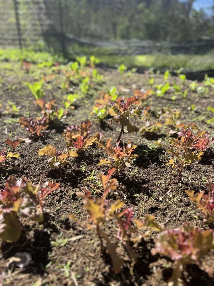 Top-rated landscape installation in Puako, HI by Aina Terra Permascapes