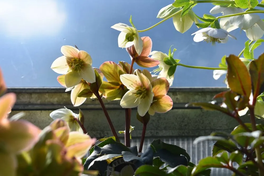 Local yard cleanup service in Port Angeles, WA by Airport Garden Center