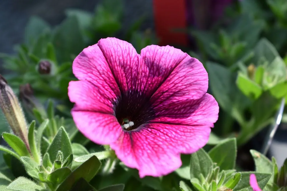 Local landscaping services for outdoor upgrades in Port Angeles, WA by Airport Garden Center