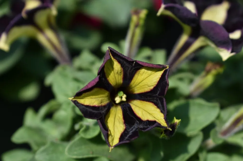 Expert landscape installation in Port Angeles, WA - Airport Garden Center