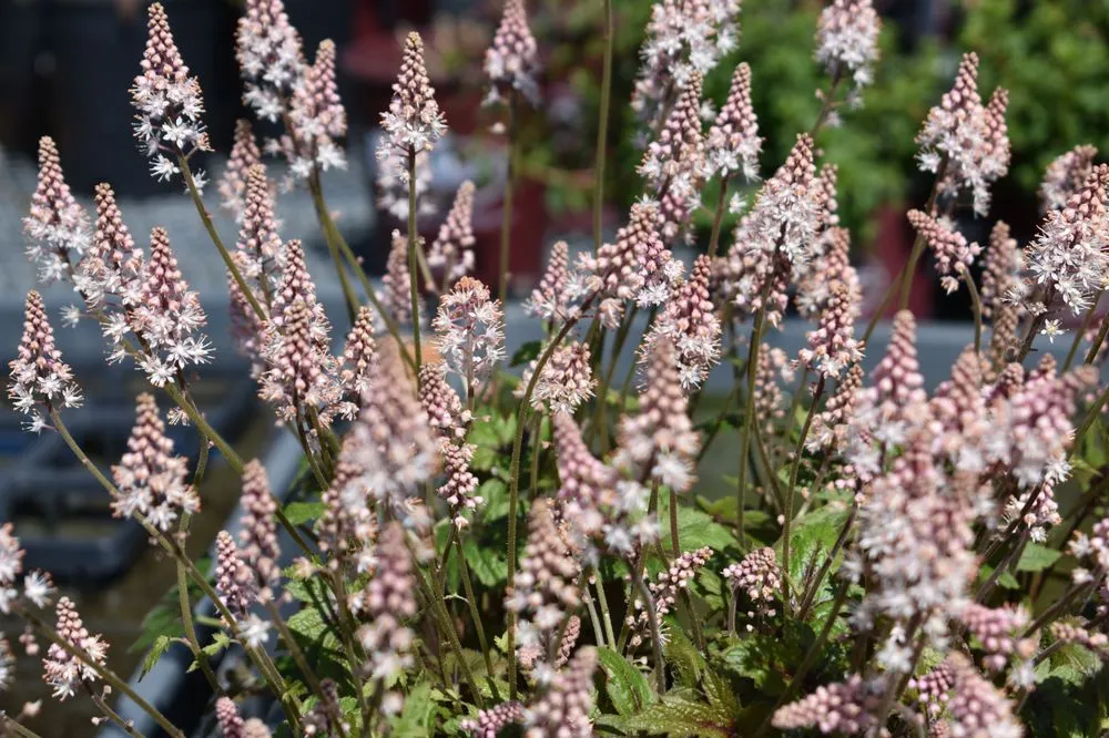 Professional landscape installation in Port Angeles, WA by Airport Garden Center