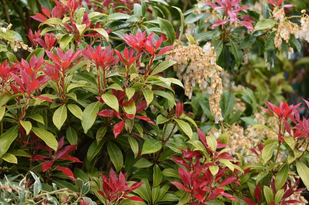 Reliable landscaping services for beautiful yards across Port Angeles, WA - Airport Garden Center