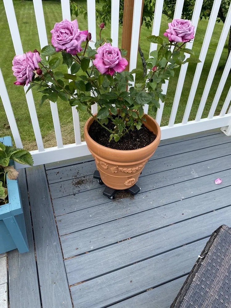 Professional outdoor landscaping in Port Angeles, WA by Airport Garden Center